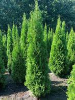 thuja Smaragd te koop rechtstreeks van de kweker, Haag, Conifeer, Ophalen, 100 tot 250 cm