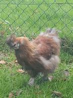 Gratis zijdehoenhaan, Dieren en Toebehoren, Mannelijk, Kip