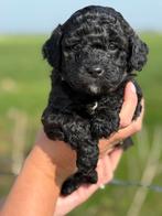Geweldige maltipoo pups, Dieren en Toebehoren, Honden | Chihuahua's en Gezelschapshonden, Overige rassen, CDV (hondenziekte), 8 tot 15 weken