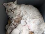 Ragdoll nestje 3 mannetjes Meerstad Groningen, Dieren en Toebehoren, Geslacht onbekend, Gechipt, 0 tot 2 jaar
