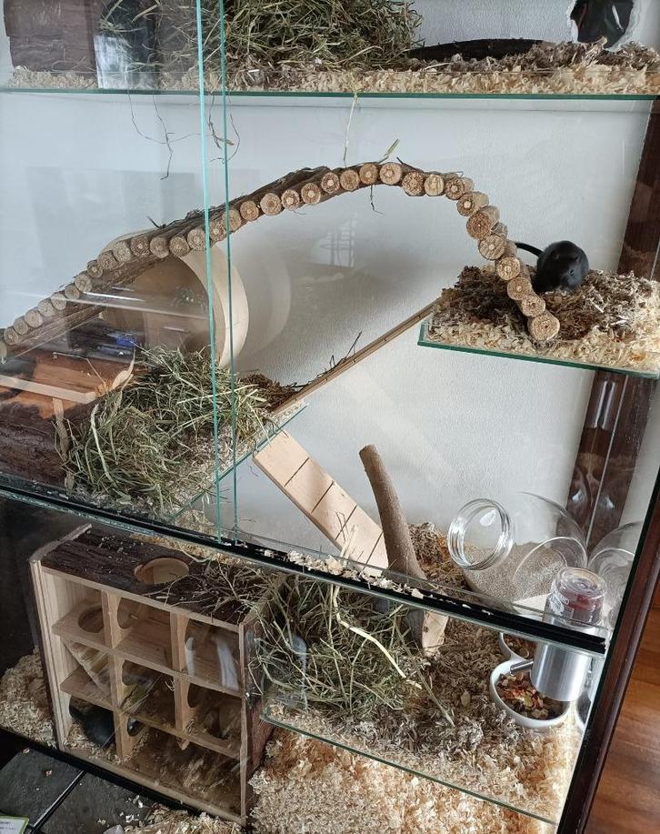 Gerbil/degoes terrarium, Dieren en Toebehoren, Knaagdieren en Konijnen | Hokken en Kooien, Zo goed als nieuw, Hok, 90 cm of meer