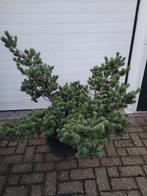 Pinus parviflora floppy joe, Ophalen, Bloeit niet, Volle zon, Overige soorten