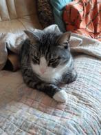 Lieve kater zoekt nieuw baasje, Kater, Kortharig, 6 jaar of ouder