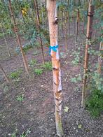 Te koop witte ruwe berk, Tuin en Terras, Planten | Bomen, Ophalen, Volle zon, Overige soorten, 400 cm of meer