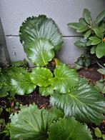 Schoenlappersplant Bergenia Cordifolia, Ophalen, Overige soorten, Halfschaduw