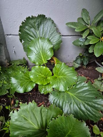 Schoenlappersplant Bergenia Cordifolia beschikbaar voor biedingen