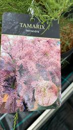 Tamarix tetrandra (roze), Ophalen, Zomer, Overige soorten, Volle zon