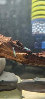 Blue Jelly Garnalen – Neocaridina, Dieren en Toebehoren, Vissen | Aquariumvissen, Kreeft, Krab of Garnaal