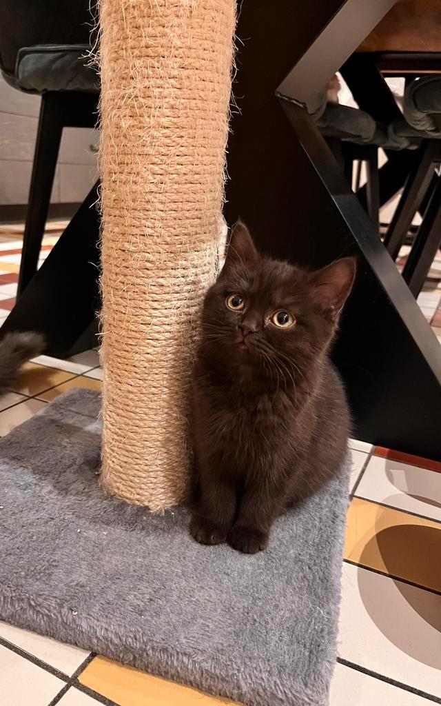 **Onze bruine choco Britse korthaar poesje mag verhuizen**, Dieren en Toebehoren, Katten en Kittens | Raskatten | Korthaar, Kater