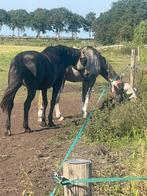 Verzorgster gezocht 16+, Dieren en Toebehoren, Ophalen of Verzenden, Nieuw, Overige soorten