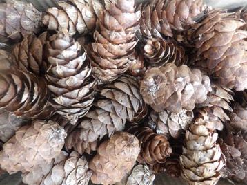 1 x 200 mooie natuurlijke DOUGLASI DENNENAPPELS 6 cm ( x ) beschikbaar voor biedingen