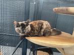 2 mooie Maine coon Tortie poesjes beschikbaar, Dieren en Toebehoren, Katten en Kittens | Raskatten | Langhaar, Poes, Ontwormd