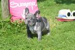 Franse bulldog pups, Rabiës (hondsdolheid), 15 weken tot 1 jaar, Buitenland, Bulldog