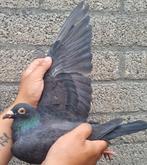 Postduif kleindochter "UNITED", Dieren en Toebehoren, Vogels | Duiven, Vrouwelijk, Postduif