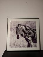 Zebra Schilderij met Glasplaat 50x50, Ophalen, Zo goed als nieuw, Schilderij, Minder dan 50 cm