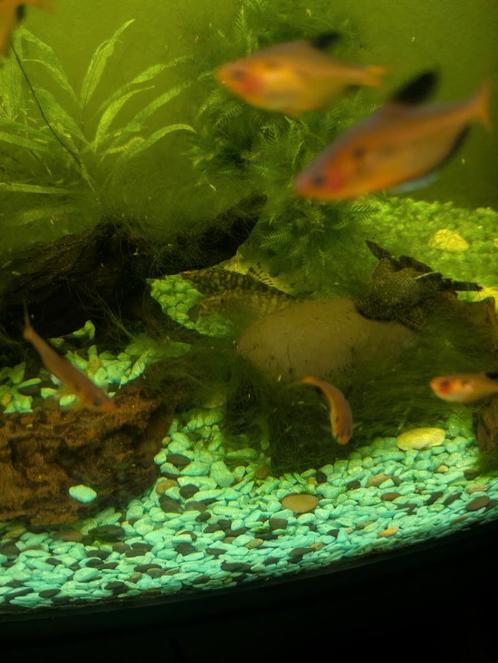 Tropische vissen, Dieren en Toebehoren, Vissen | Aquariumvissen, Vis