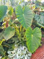 colocasia thai giant, Ophalen of Verzenden, Volle zon, Overige soorten