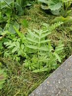 Boerenwormkruid, Tanacetum vulgare, Volle zon, Groenteplanten, Eenjarig, Ophalen of Verzenden