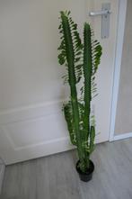 Euphorbia cactus 110 cm, Huis en Inrichting, Ophalen, 100 tot 150 cm, Cactus, Volle zon