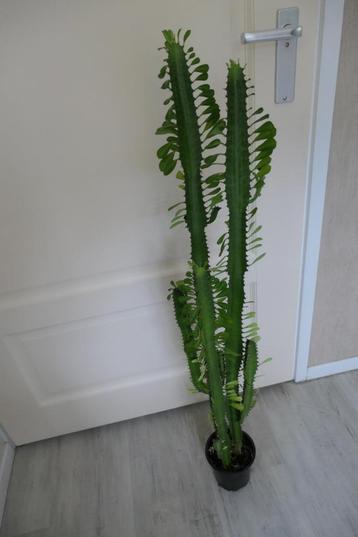 Euphorbia cactus 110 cm beschikbaar voor biedingen