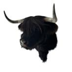 Opgezette Schotse hooglander zwart  stier koe, Huis en Inrichting, Nieuw, Ophalen of Verzenden
