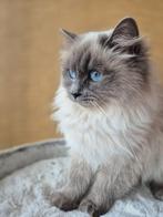 Ragdoll poes bluepoint 2jr, herplaatser, Poes