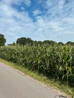Mais , gewone en suiker mais.