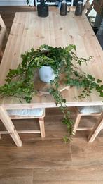 Houseplant plus pot, Ophalen, Overige soorten, Minder dan 100 cm