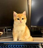 Gezocht: Britse korthaar, Dieren en Toebehoren, Katten-accessoires, Ophalen
