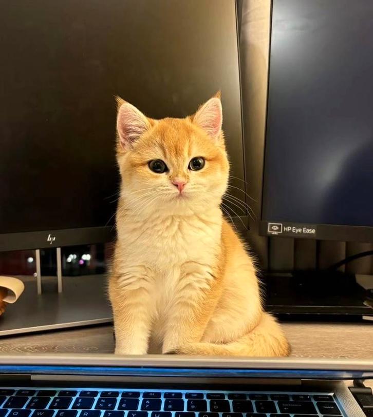 Gezocht: Britse korthaar, Dieren en Toebehoren, Katten-accessoires, Ophalen