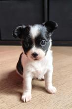 Klein teefje chihuahua x naakthond, Dieren en Toebehoren, Honden | Chihuahua's en Gezelschapshonden, 8 tot 15 weken, Teef, Eén hond