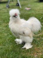 5 maanden oude USA zijdehoen haan #gratisaf te halen, Dieren en Toebehoren, Mannelijk, Kip