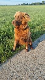 Nieuw plekje gezocht voor onze lieve Flatcoated retriever, Dieren en Toebehoren, Honden | Retrievers, Spaniëls en Waterhonden