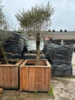 Olijfboom met dikke stam in houten bak (220cm), Tuin en Terras, 100 tot 250 cm, Olijfboom, Zomer, Ophalen
