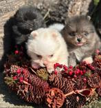 Pomeriaan pups (mini-dwergkeesjes) 2x teefje-1x reutje, België, Particulier, 8 tot 15 weken, Meerdere