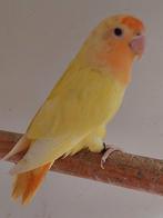 Opaline lutino oranjemasker, Geslacht onbekend, Parkiet, Geringd