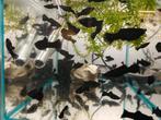 Black Molly, Dieren en Toebehoren, Vissen | Aquariumvissen, Vis
