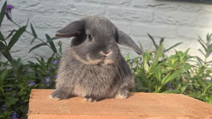 Nog één dwerghangoortje, opgegroeid in gezin, Dieren en Toebehoren, Konijnen, Dwerg, Meerdere dieren, 0 tot 2 jaar, Hangoor
