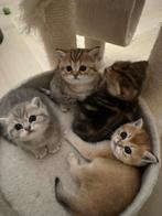 Britse korthaar kittens, prachtig en goed verzorgd, Meerdere dieren, Ontwormd