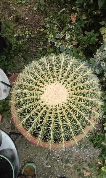 Grote Bolcactus - 30cm breed beschikbaar voor biedingen