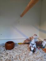 Bonte diamantduiven, Meerdere dieren, Tropenvogel