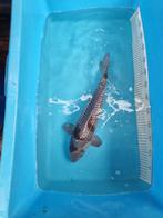 Te koop Oshiba 46cm 50 euro, Karper of Koi