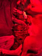 Pitbull x cane corso x olde english bulldog puppies, Rabiës (hondsdolheid), 8 tot 15 weken, Bulldog, Meerdere