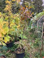 Quercus imbricaria bijzondere dakspaaneik, Tuin en Terras, Ophalen, Volle zon, Overige soorten