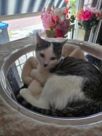 4mnd oude kitten, Dieren en Toebehoren, Katten en Kittens | Overige Katten, Kater, Kortharig, 0 tot 2 jaar