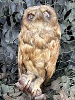 Taxidermie opgezette uil, Verzamelen, Dierenverzamelingen, Ophalen of Verzenden, Gebruikt, Vogel, Opgezet dier