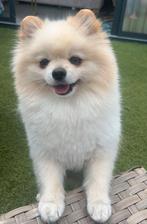 Dek Reu (Pablo zelf is niet te koop!!), Dieren en Toebehoren, Reu, CDV (hondenziekte), Eén hond, 3 tot 5 jaar