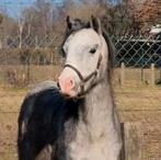 Super vrolijke Welsh A merrie ., Dieren en Toebehoren, Merrie, B pony (1.17m tot 1.27m), Met stamboom, 0 tot 2 jaar