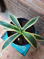 Bonte Agave/ Americana Variegata, Tuin en Terras, Planten | Tuinplanten, Overige soorten, Ophalen, Bloeit niet, Volle zon