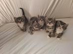 Half Ragdoll kittens tekoop, Dieren en Toebehoren, Katten en Kittens | Overige Katten, Meerdere dieren